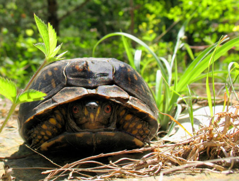 About Us | Bull's Run Nature Sanctuary and Arboretum